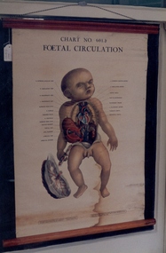 Foetal circulation chart associated with St George's Hospital, Kew, Adam, Rouilly and Co, c1947