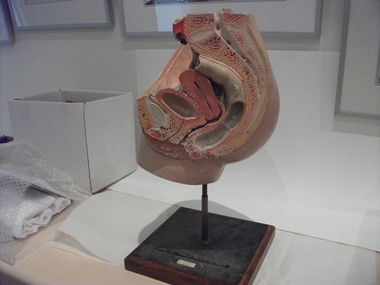 teaching model, female pelvis, 1940s