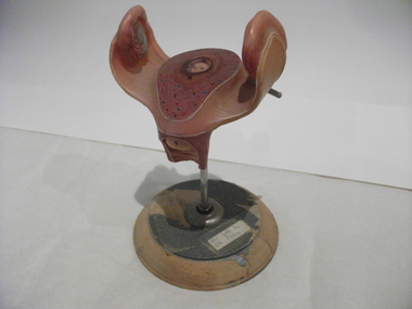 teaching model, female reproductive organs, 1940s-1950s