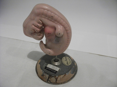teaching model,foetus, 1940s-1950s