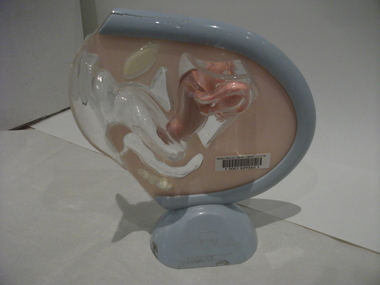 Teaching model, female reproduction organs, 1940s-1950s