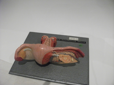 Teaching model, female reproduction organs, 1940s-1950s