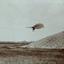 downloads/otto_lilienthal_gliding_experiment_ppmsca.02546