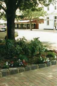 Garden bed in front of Tippetts shop. View of tree and flower bed. Westpac bank building to background.