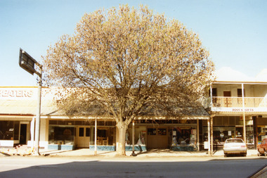 Tippett's Clothing and Furniture shop, and Ross's Gifts and Plants. Large tree in front of Tippett's. Tippett's shop two entrances, both with double doors.