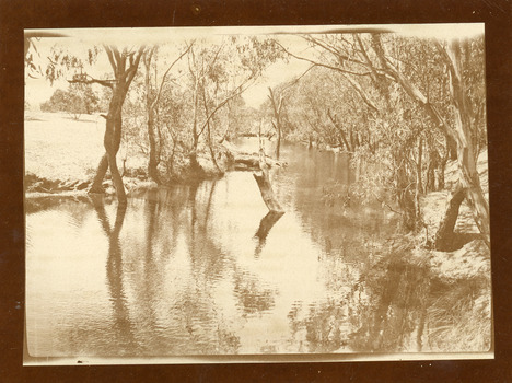 Avoca River 1907 with trees along both banks and dead trees in the water.