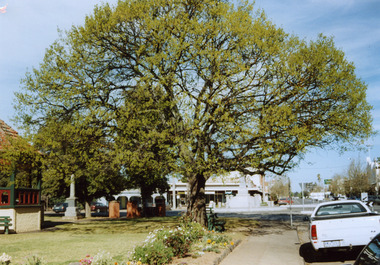 Large English Oak tree stand in garden in front of Mechanics Institute.