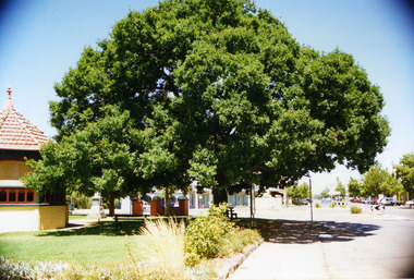 Large English Oak tree stand in garden in front of Mechanics Institute.