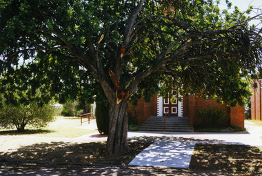 Large tree in front of door to Red brick Methodist church next to church hall.