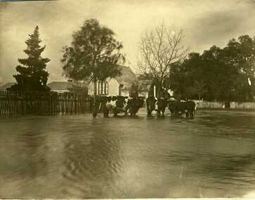 Photograph - Unframed photo 1909 Flood, 01/05/2008