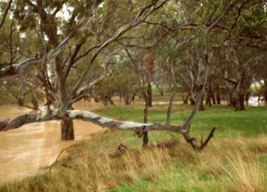 Photograph, Flood Avoca River near Charlton Vic 3525