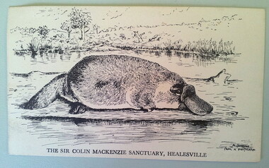 Postcard - Postcard - black and white drawing of platypus