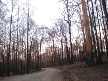 Photograph - Photograph - Colour, Clare Gervasoni, Daylesford Bushscene after the bushfire, 20/05/2009