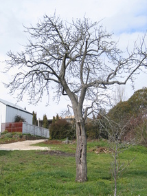 Photograph - Colour, Clare Gervasoni, Fabrizio Crippa's Pear Tree, Hepburn Springs, 27/08/2006