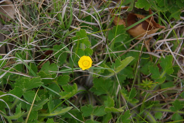 Photograph - Digital, Clare Gervasoni, Buttercup in Smythesdale Cemetery, 2013, 15/09/2013