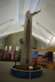 Photograph - colour, Scarred Tree, Mildura