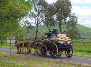 Photograph - Digital, Clare Kathleen Gervasoni, Horse Drawn Waggons during the 175th Anniversary of Smeaton, 2013, 06/10/2013