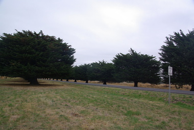 Photograph - Colour, Clare Gervasoni, Mortlake Avenue of Honour, 2014, 2014