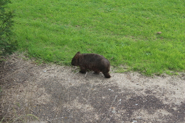 Photograph - Colour, Wombat near Maffra, Victoria, 1204, 2014