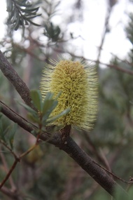 Photograph - Colour, Yellow Bottlebrush at Oriental Claims, Omeo, 2014