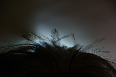 Photograph - colour, Clare Gervasoni, Emu Plume on an Australian Slouch Hat, 2014, 07/069/2014