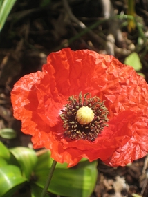 Photograph - Colour, Flanders Poppies Grown in Ballarat, 2013