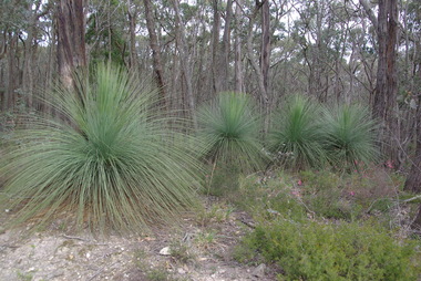 Photograph - colour, Grass Trees and Native Plants at Lal Lal
