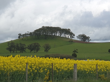 Wombat Hill near Boundary Church Road, Newlyn, 2019