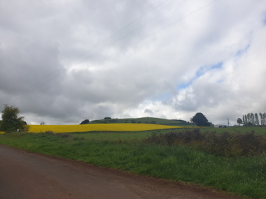 Photograph - Photograph - Colour, Clare Gervasoni, Flowering Canola near Newlyn, 2019, 19/10/2020