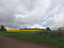 Flowering Canola near Newlyn, 2019