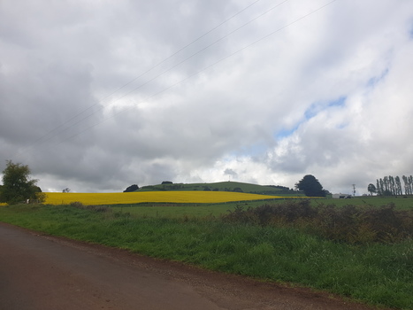 Flowering Canola near Newlyn, 2019
