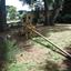 horse drawn grader in situ