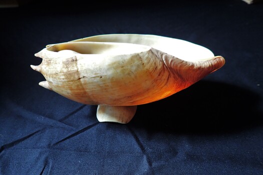 Large olive-type shell. Fawn colour