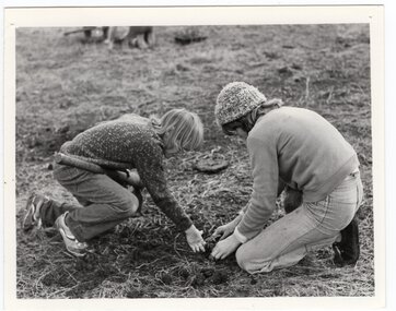Photograph of tree planting, <1975