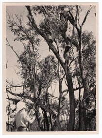 Photograph of capturing koala from tree, <1975
