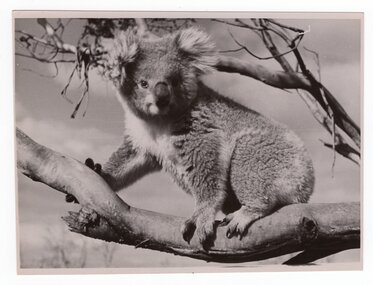 Photograph of koala in tree, <1975