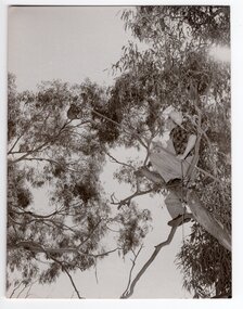 Photograph of volunteer in tree to capture koala, <1975