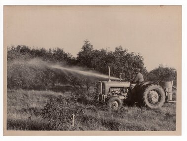Photograph of tractor in orchard, <1975