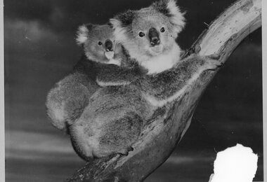 Photograph of koala and joey, <1975