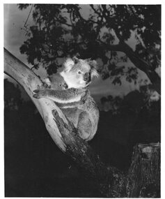 Photograph of koala and joey in tree, Unknown