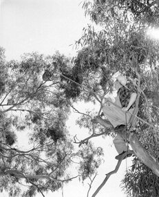 Photograph of man in tree with koala, Unknown