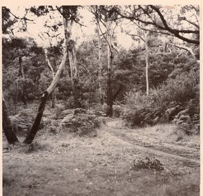 Photograph of bushland, Unknown