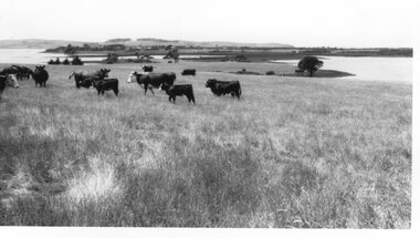Photograph of a herd of cattle moving along in a field