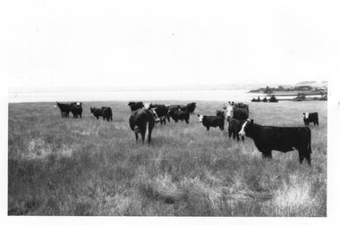 Photograph of a herd of cattle moving in a field