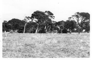 Photograph of a field and trees