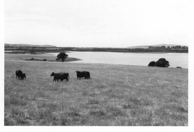 Photograph of pasture with cows, Unknown