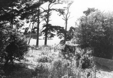 Photograph of Scrub on Churchill Island, Unknown