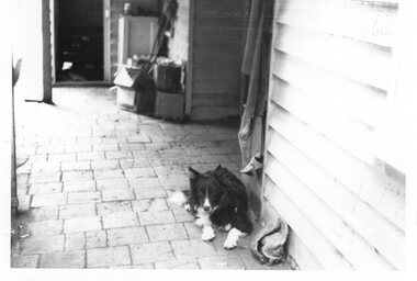 Photograph of Border Collie, Unknown