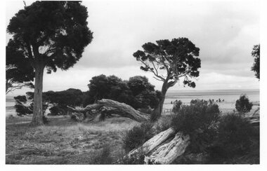 Photograph of trees on Churchill Island, Unknown