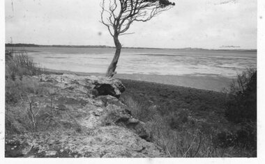 Photograph of the mudflats on Churchill Island, Unknown